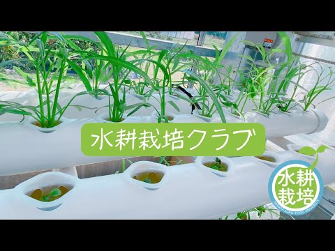 【食・農・ビジネスを学ぶ食の総合大学】水耕栽培クラブの紹介
