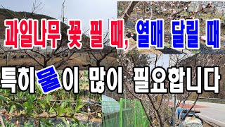 과일나무 꽃 필 때, 열매 달릴 때 특히 물이 많이 필요합니다 (과수 개화, 과수 결실, 과실 비대, 식물이…