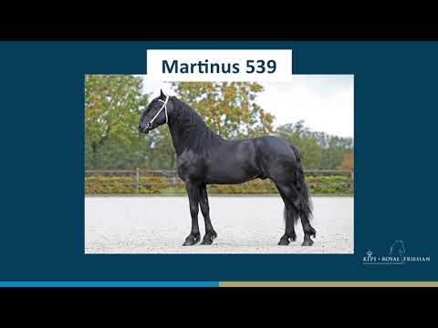 Martinus 539
