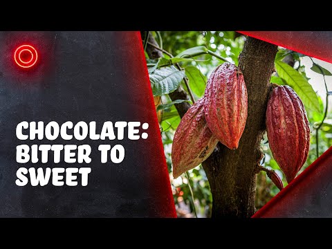 The Bitter History of Chocolate