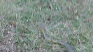 Snek