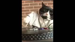 Download lagu Menace to society #shorts #meme #memes #funny #cat #dj #finger #goofy #ytshorts mp3