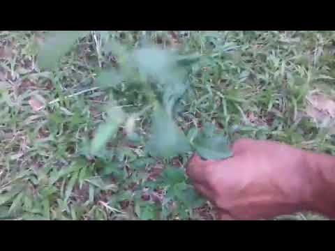 sida cordifolia svorio netekimas kaip dega riebalai nuo tavo organizmo