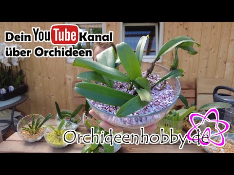 , title : 'Bulbophyllum Orchideen nach zwei Wochen Urlaub 🌻 Orchideenhobby.de'