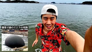 【種類別】海で遭遇した生き物の反応の違い。