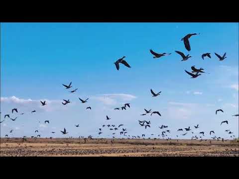 Aves migratórias voando na Reserva Natural do Lago Xingkai, cidade de Migshan, província de Heilongjiang