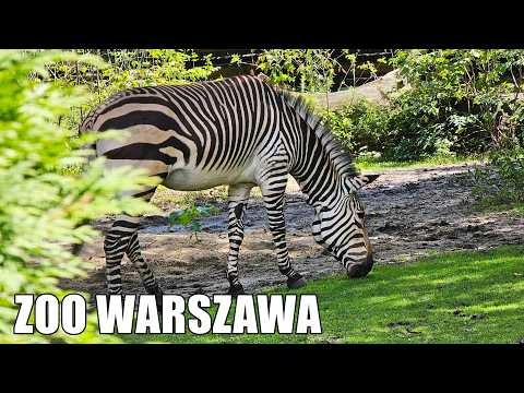 🇵🇱 The Warsaw Zoo surprised us 🐘 Antonina and Jan Żabiński Municipal Zoo