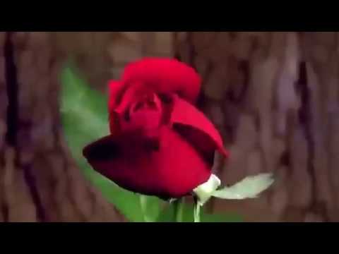 Craig Connelly & Dan Dobson & Elle Vee ---  Battleground