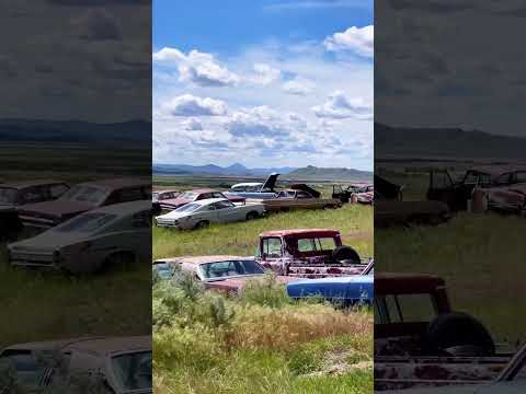 Thumbnail for Classic Cars in the Fields of Montana 🚘🏔️ by classic car, classic cars, Car, Vehicle, classic ca, Sedans, Muscle car