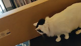 Video thumbnail for 2018 Fender Mustang PJ Bass Unboxing Surf Pearl by Do You Like Gear?