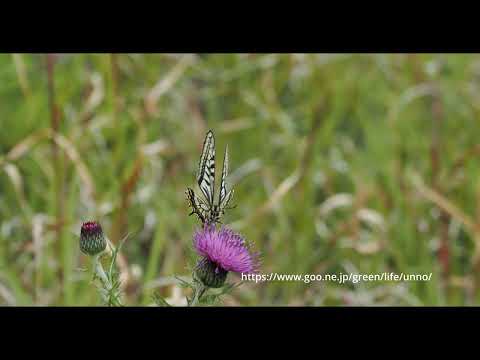 OM-1の60fps　4K　ナミアゲハ