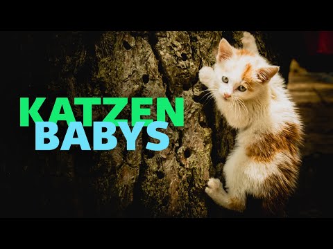 Kittens (Full Documentary About Cats | Nature Documentary | Pet Documentary | Raising Kittens)