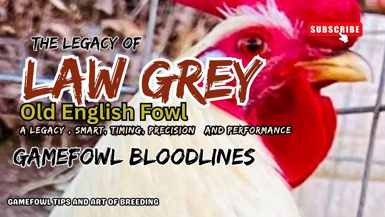 “Law Grey Gamefowl: A Legacy of Smart Timing, Precision, and Performance”