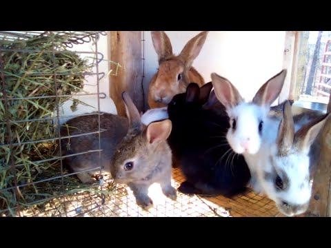 NORMAL Rabbitry Projects are SO NICE | Butchering, Breeding, and Baby Kit Weighing