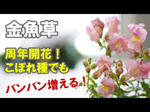 大きなキンギョソウ