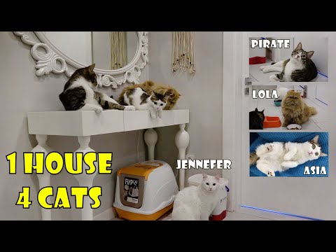 Can 4 different breeds of cats live together in the same house?