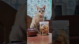 Download lagu Hey, someone asked to open the jar mp3