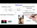 Tetanus In Horses Vet Students