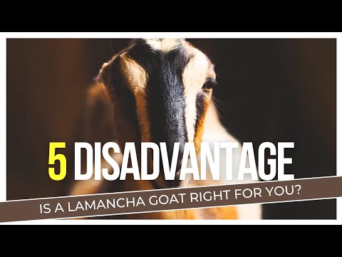 Lamancha Animal