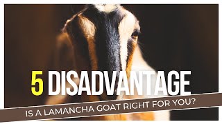 Lamancha Goat Disadvantages | Are They Right for You