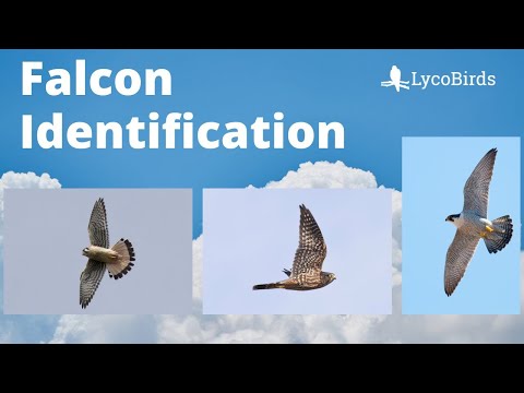 Falcon Identification - American Kestrel vs Merlin vs Peregrine Falcon