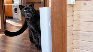 Scary workers frighten Luna the panther / Training in the treehouse 😁 (ENG SUB)