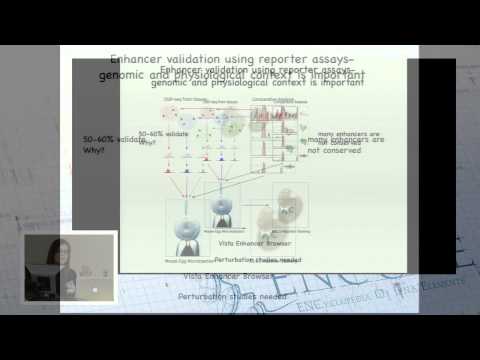 ENCODE 2020: Improving the syntax for understanding functional elements in the genome - Laurie Boyer