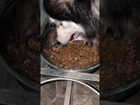 multivitamins for cats and dogs