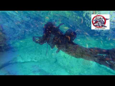 Dive with Delphinus :)