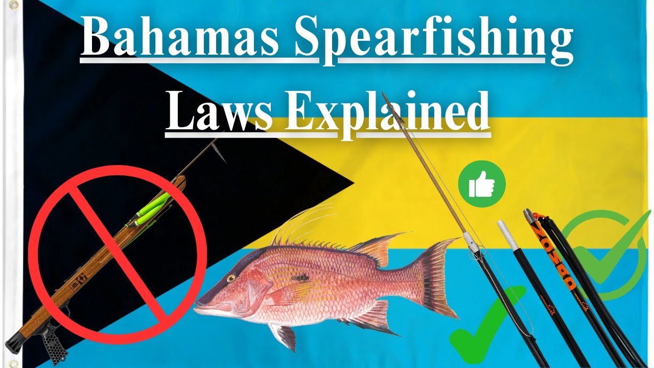 Bahamas Spearfishing Laws Explained [Conch, Lobster, Hogfish, Nassau and Goliath Grouper, Shark...