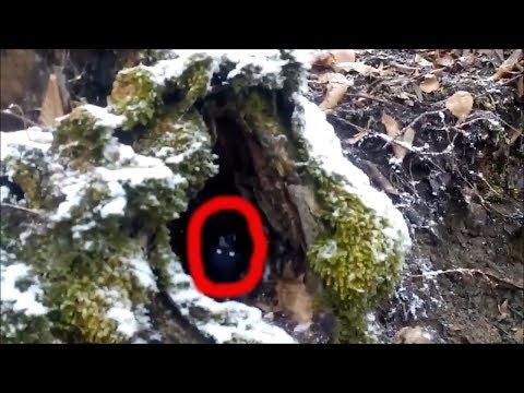 СТРАННОЕ СУЩЕСТВО СНЯТО НА КАМЕРУ В ЛЕСУ неизвестное существо в лесу март 2019