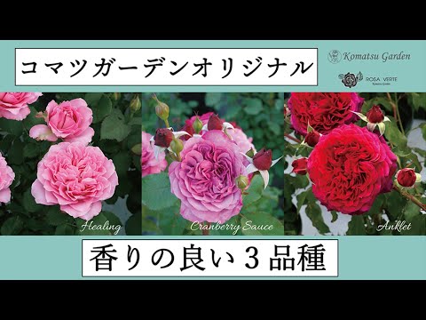 英国の香りのダマスクハイブリッドバルコニーローズの品種