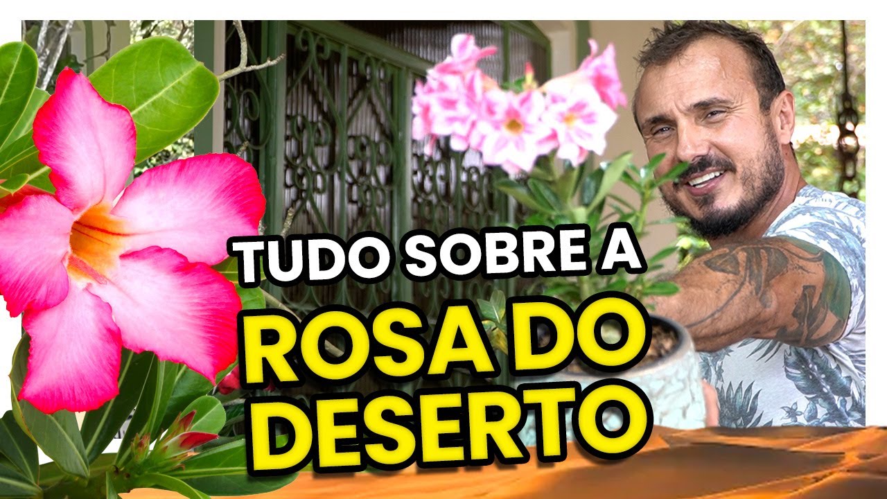 Como Cuidar Da Rosa Do Deserto