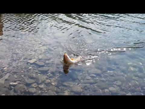 Pecanje Skobalja na Drini