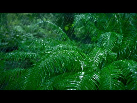 Rain Falling Sounds in Forest | Relaxing Rainstorm for Sleep, Studying or Stress Relief
