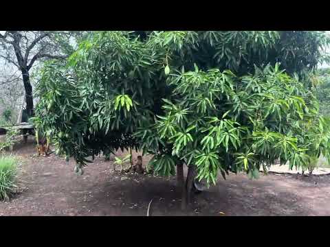 Terra em flores com o preço de venda rápida 61998606914