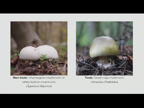 Officials warn of dangers of eating poisonous mushrooms