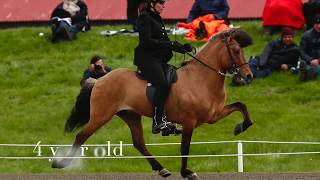 Dagfari frá  Álfhólum