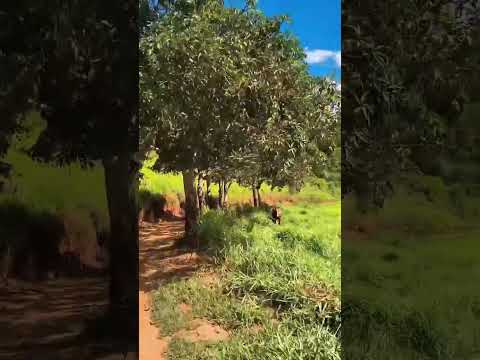 Contenda, município de São José do jacuri, Minas gerais