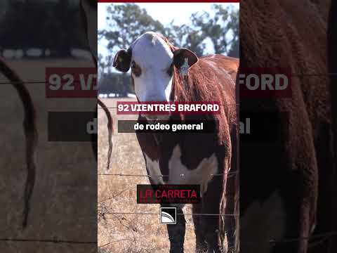 Remate Estancia La Carreta & La Lehmann 9/12: Braford todo terreno, abasto invernada y cría