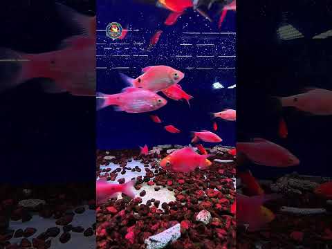 Video Thumb