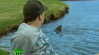 Killer sharks invade... golf course in Australia