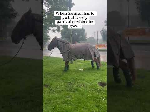 When the trailers a rocking, Samson means business #suffolkpunch #servicestation #naturecalls #dog