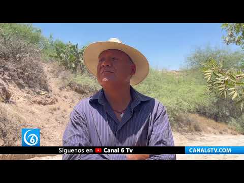 Campesinos del Valle del Mezquital, Hidalgo temen perder cosechas por sequía