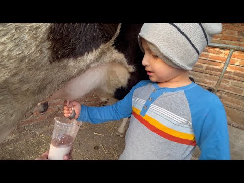 On the ranch life is more beautiful, Arley learning to milk
