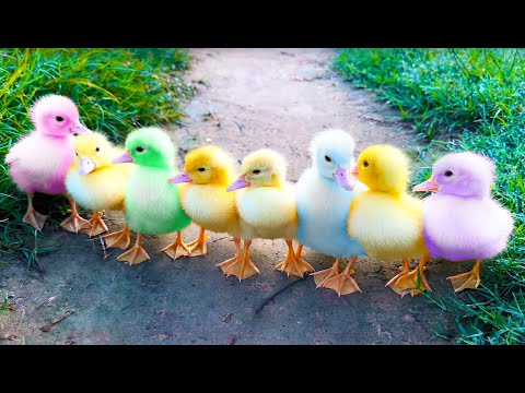Drôles de canetons, de canards, de chatons et de chiens