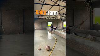 Download lagu Dairy farm ready #dairyfarm #farm #farming mp3