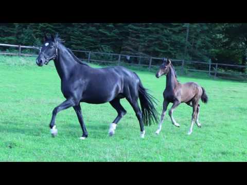 Verkauft - Hengstfohlen von Follow Me - Don Frederico gebohren 18.05.2016