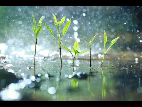 Giữa đêm sương rơi - Hà Thanh