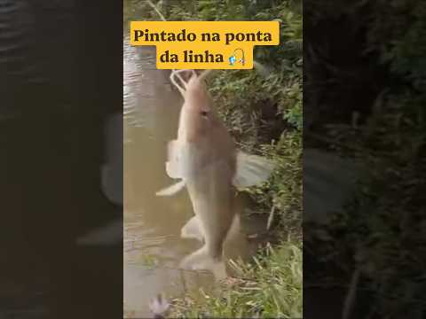 PINTADO NA PONTA DA LINHA #pescadoresderaiz #pesca #natureza